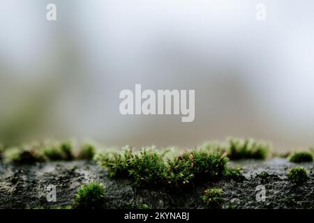 arbre sombre de moody avec texture de fond de mousse Banque D'Images