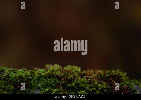 arbre sombre de moody avec texture de fond de mousse Banque D'Images