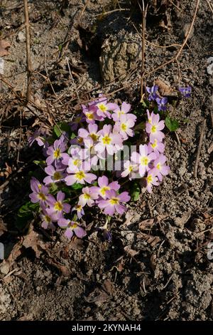 Primula vulgaris fleurs roses gros plan Banque D'Images