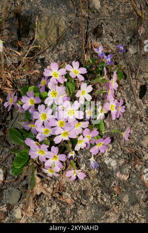 Primula vulgaris fleurs roses gros plan Banque D'Images