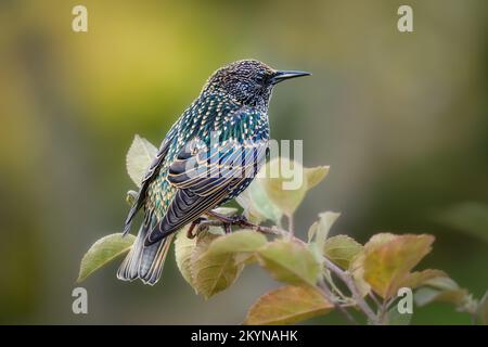 Esturling européen, Sturnus vulgaris, assis sur une branche d'un pommier à l'automne, plumes de pourboire après la mue, Allemagne Banque D'Images