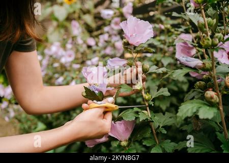 Mains de femme coupant tige de fleur rose avec ciseaux dans le jardin Banque D'Images