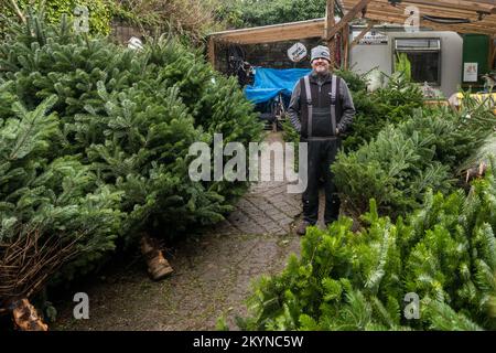 Clonakilty, West Cork, Irlande. 1st décembre 2022. Un dépôt d'arbres de Noël a été ouvert à Clonakilty. Patrick, qui vend des arbres de Noël à Clonakilty chaque année, s'attend à vendre jusqu'à 200 arbres d'ici la veille de Noël. Crédit : AG News/Alay Live News Banque D'Images