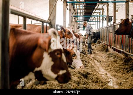 Femme paysanne de nettoyage avec pelle par les vaches dans la ferme de bétail Banque D'Images