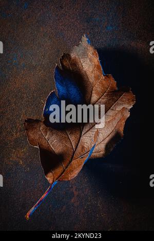 dark moody faded brun et bleu feuille d'automne fond, la carie d'automne Banque D'Images