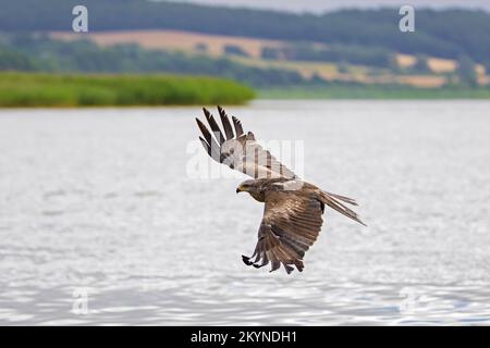 Cerf-volant noir (Milvus migrans) en vol au-dessus du lac, Mecklembourg-Poméranie-Occidentale, Allemagne Banque D'Images