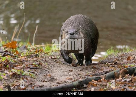 Loutre eurasien / loutre de rivière européenne (Lutra lutra) le long de la rive / rive de la rivière Banque D'Images