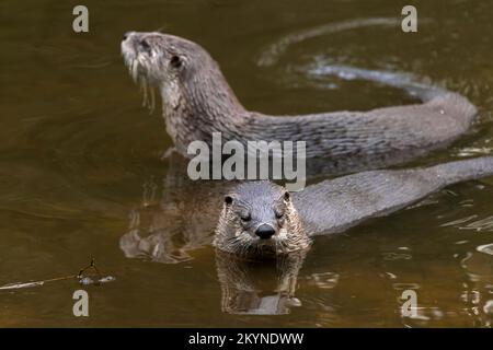 Loutres eurasiens / deux loutres de rivière européens (Lutra lutra) nage en couple dans l'étang Banque D'Images