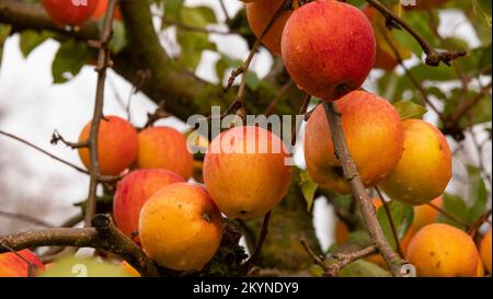 Pommes rouges mûres bio appétissantes sur une branche d'un pommier de verger. Gros plan. Banque D'Images