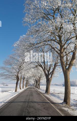 Tilleul à petites feuilles (Tilia cordata) arbres bordant la route de campagne sur une campagne enneigée en hiver, Schleswig-Holstein, Allemagne Banque D'Images