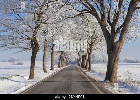 Tilleul à petites feuilles (Tilia cordata) arbres bordant la route de campagne sur une campagne enneigée en hiver, Schleswig-Holstein, Allemagne Banque D'Images