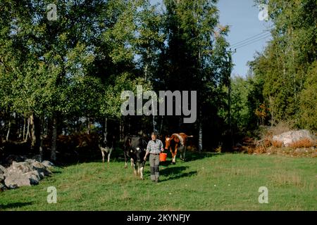 Une agricultrice tenant un seau marchant avec des vaches au champ le jour ensoleillé Banque D'Images