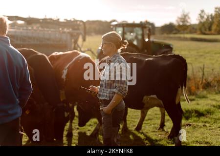 Les agriculteurs examinent les vaches à la ferme le jour ensoleillé Banque D'Images
