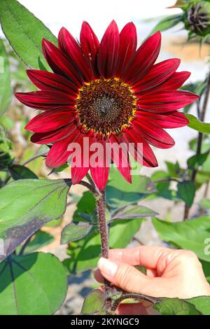 Main touchant un magnifique tournesol rouge fleuri dans le jardin Banque D'Images