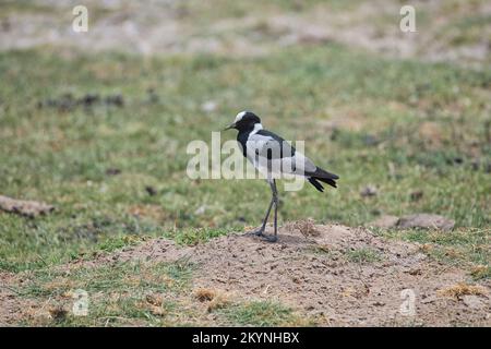 forgeron lapwing (Vanellus armatus), également connu sous le nom de pluvier forgeron Banque D'Images