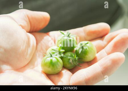 Tomates cerises vertes dans la paume ouverte de l'homme. Petites tomates dans l'éclat lumineux du soleil. Banque D'Images