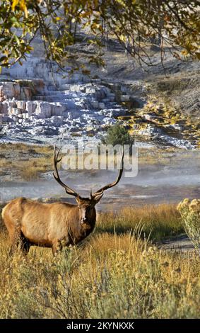 Elk se dresse au premier plan d'un paysage vertical à cadre naturel à Mammoth Hot Springs dans le parc national de Yellowstone Banque D'Images