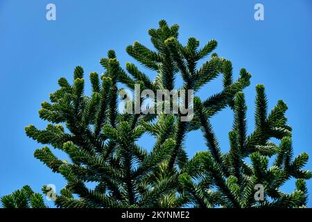 Les branches supérieures du Monkey Puzzle Tree Araucaria araucana contre un ciel bleu. Banque D'Images