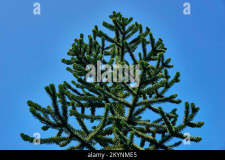 Les branches supérieures du Monkey Puzzle Tree Araucaria araucana contre un ciel bleu. Banque D'Images