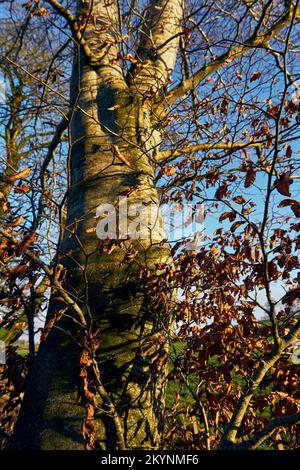 Fagus sylvatica Beech et feuilles en automne. Banque D'Images