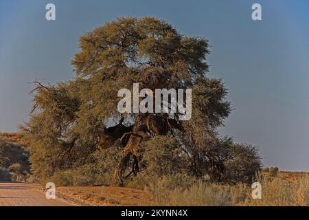 Arbre Camelthorn en bord de route 4859 Banque D'Images