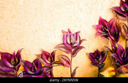 Tradescantia zebrina, changement de couleur numérique Banque D'Images