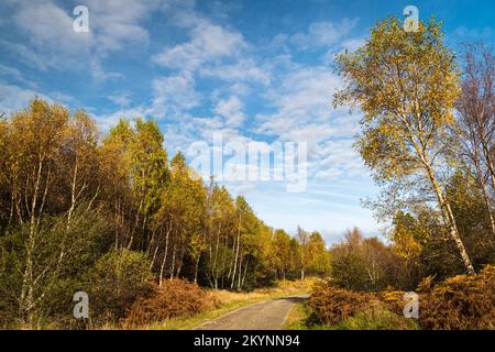 Une image HDR ensoleillée et automnale des Birches argentés, Betula pendula, à Borgie Breco, sur la côte nord 500, Sutherland, Écosse. 27 octobre 2022 Banque D'Images