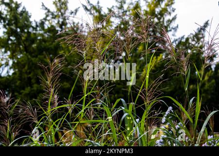 Phragmites australis, Reed Banque D'Images