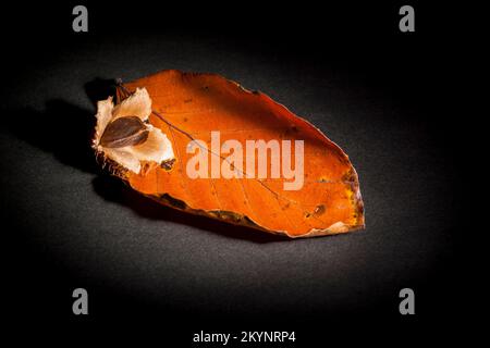 Studio tourné avec beechnuts sur feuilles de hêtre garrées sur fond noir studio. Banque D'Images