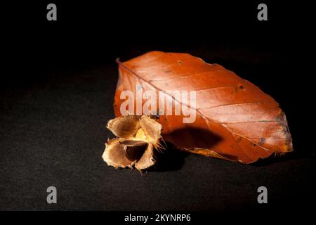 Studio tourné avec des feuilles de hêtre flétres et des noix de hêtre simples sur un fond sombre de studio. Banque D'Images