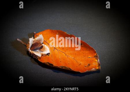 Studio tourné avec des feuilles de hêtre flétres et des noix de hêtre simples sur un fond sombre de studio. Banque D'Images