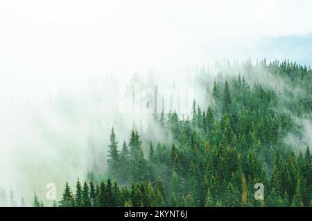 Paysage vert forêt et montagnes brouillard couvre en arrière silhouettes d'arbres voyage repos récupération dans la nature vacances en plein air dans les Carpates Banque D'Images