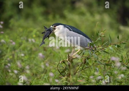 Un héron de nuit à couronne noire (Nycticorax nycticorax) avec un poisson-chat blindé qu'il venait de capturer, dans le nord du Pantanal, au Brésil Banque D'Images