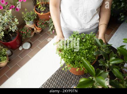 Plantes en pleine croissance sur le balcon. Banque D'Images