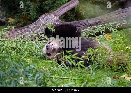 Un panda géant mangeant du bambou, couché sur l'herbe, portrait en automne Banque D'Images