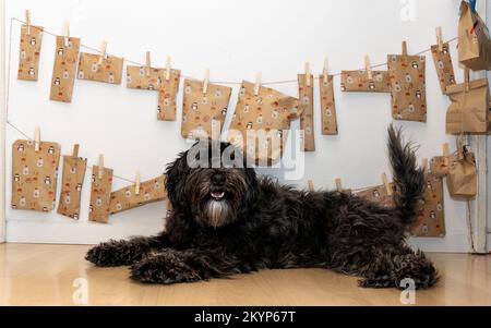 Un chien heureux se pose devant lui-même fait calendrier de l'avent - la ladradoodle est devenue un bien-aimé membre de la famille Banque D'Images