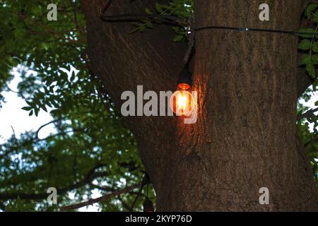 Une ampoule allumée est suspendue sur un arbre dans le jardin. Décoration de jardin festive. Banque D'Images