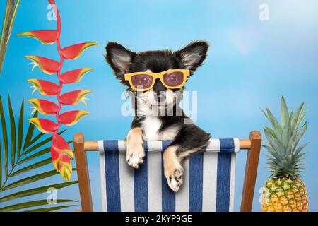 Mignon chien chihuahua dans une chaise de plage portant des lunettes de soleil dans un cadre tropical d'été Banque D'Images