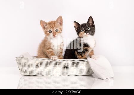 Mignon calico et gingembre chaton assis dans un panier blanc et regardant dans l'appareil photo sur un fond blanc Banque D'Images