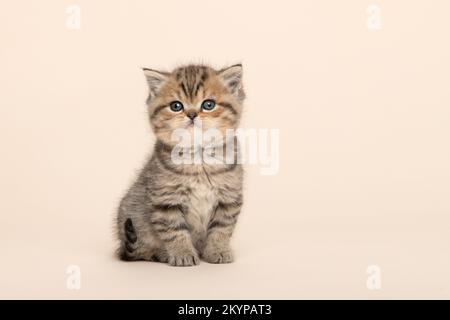 Mignon assis tabby doré purebred british shorthair bébé chat , regardant l'appareil photo sur un fond de crème Banque D'Images