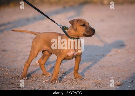 American Pit Bull Terrier puppy Banque D'Images