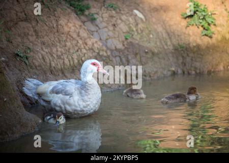 Famille de canards de Muscovy - mère canard et ses canetons nageant dans un étang Banque D'Images