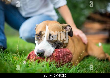 American Pit Bull Terrier avec jouet Banque D'Images