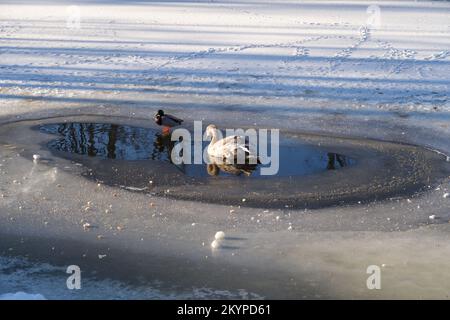 Deux oiseaux aquatiques dans un sillage avec de la glace et de la neige tout autour sur l'eau gelée. Banque D'Images