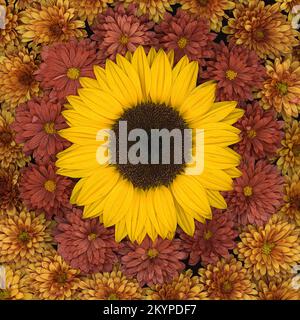 Arrangement avec un seul tournesol entouré par des fleurs de chrysanthème dans une image plein cadre vue d'en haut sur un fond noir Banque D'Images