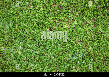 Vert humide une coupe fraîche de l'arrière-plan de texture de l'herbe vue rapprochée Banque D'Images