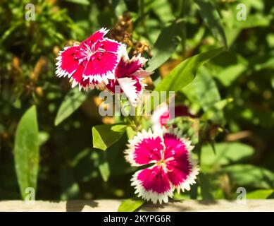 portrait de la fleur dianthus chinensis, carnation japonaise Banque D'Images