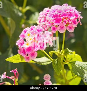 portrait en gros plan d'une lantana de fleurs camara, famille des verbenaceae Banque D'Images