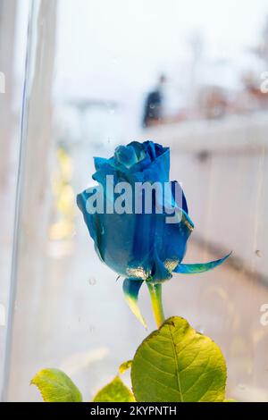 Una rosa blu Sotto vetro, Rose bleue sous verre Banque D'Images