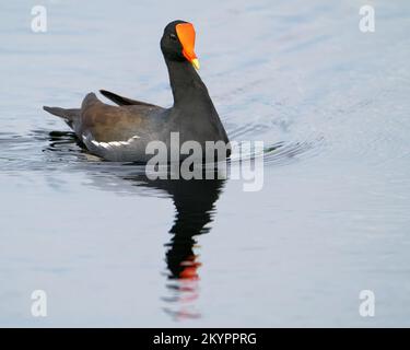 Un gallinule commun glisse à travers l'eau à Apopka. Banque D'Images